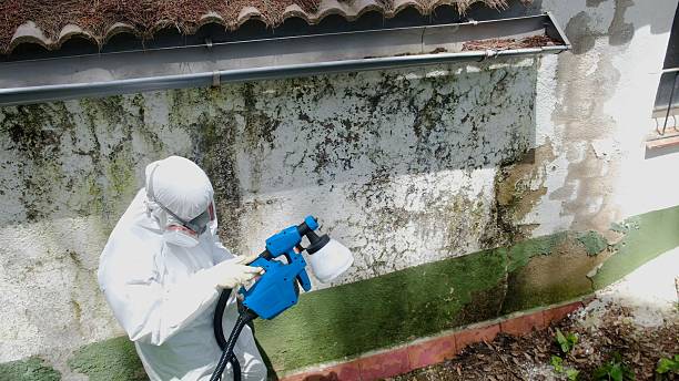 Top rated local Mold Remediation specialists in Jacksonville, NC